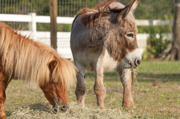 Miniature Donkey and Miniature horses eating hay