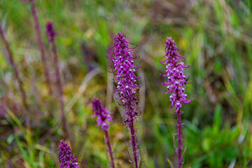lavender flowers in the garden