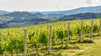 Fototapeta na wymiar vineyards in Italy, Montefalco
