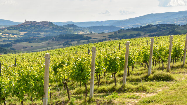 vineyards in Italy, Montefalco