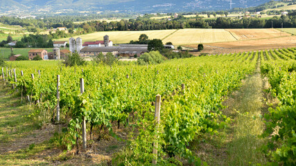 Fototapeta na wymiar vineyards in Italy, Umbria