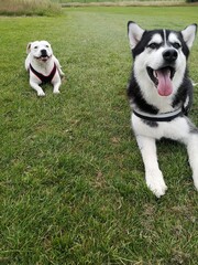 Dogs lying down outdoors on green grass in the field. Adorable Alaskan Malamute & Staffordshire Bull Terrier admiring nature. 