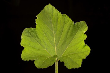 Pumpkin (Cucurbita maxima). Leaf Closeup