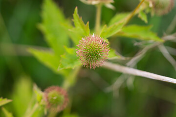 Rough Avens Seed Head in Summer