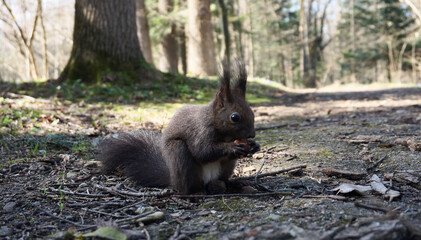 Naklejka na ściany i meble Carpathian squirrel eating hazelnut in the spring forest