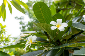 Beautiful white Plumeria (Frangipani) bunch in home garden with happy morning mood and natural background. © OHMAl2T
