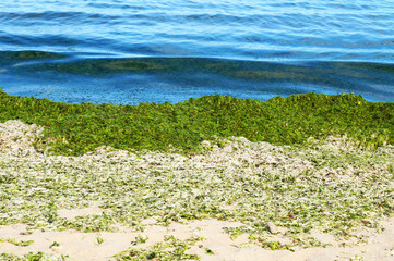 Obraz na płótnie Canvas green algae on an empty sandy beach
