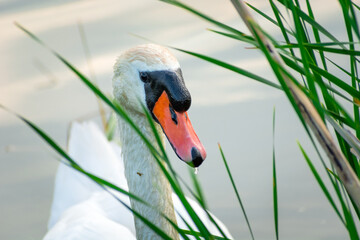 Fototapeta premium A white mute swan behind green reeds in the water