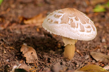 Big brown mushroom in the forest can be poisonous in the wilderness but also a natural gourmet vegetable in autumn and harvest fungus for vegetarian in moss and organic mushrooming picked on the track