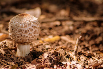 Big brown mushroom in the forest can be poisonous in the wilderness but also a natural gourmet vegetable in autumn and harvest fungus for vegetarian in moss and organic mushrooming picked on the track