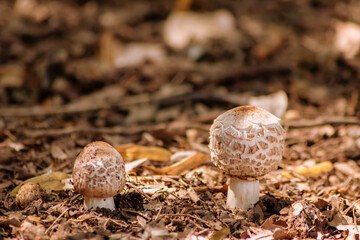 Big brown mushroom in the forest can be poisonous in the wilderness but also a natural gourmet vegetable in autumn and harvest fungus for vegetarian in moss and organic mushrooming picked on the track