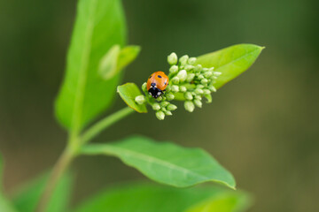 Seven Spotted Lady Beetle in Summer