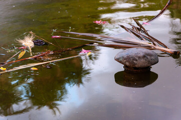 Pond with plants, Valencia city, Spain