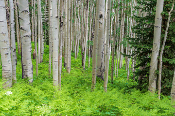 Naklejka premium aspen forest is