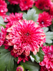 First Presbyterean Church Brockville Ontario Canada