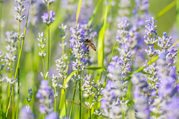 Landscape in lavander field