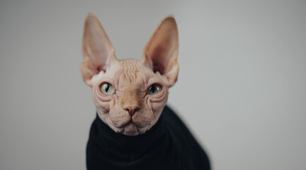 sphinx cat