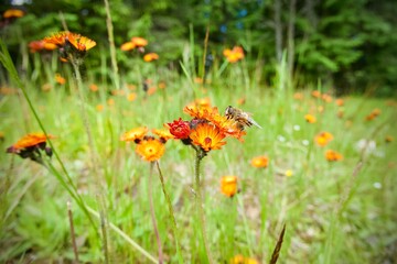 Hoverfly on flowers - Polistes, Pilosella aurantiaca