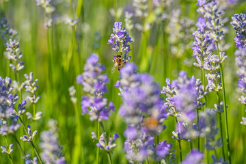 Landscape in lavander field