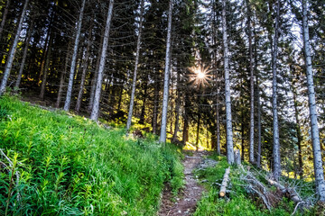 Footpath in coniferous forest, High Tatras mountains, Slovakia
