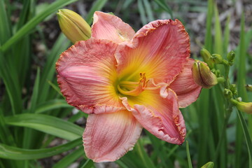 pink weathered flower