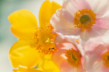 Still life of flowers Anemones and Hypericum