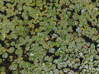 Aerial view on European white water lily (Nymphaea alba) in the Danube Biosphere Reserve in Danuble delta