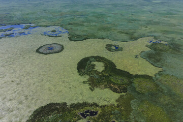 Aerial view on the lake covered with European white water lily (Nymphaea alba) in the Danube...