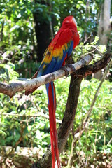 LAPA ROJA, Manuel Antonio de Quepos, cerca del Parque Nacional Manuel Antonio