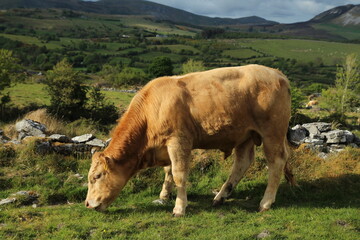Charolais breed bullock grazing on farmland in rural Ireland during summertime