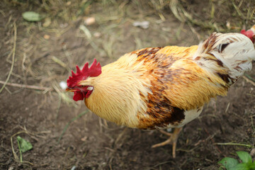 Chickens and a rooster in the coop