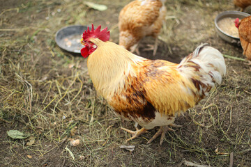 Chickens and a rooster in the coop