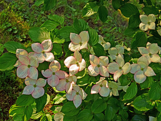 Białe kwiaty na zielonym tle © Edward