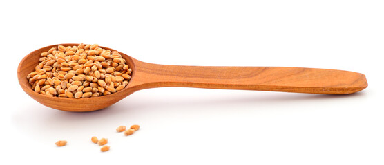 Ripe wheat grains in wooden spoon.