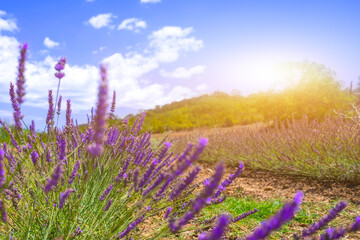 Lavender meadow in countryside. Sunlight effect. Agriculture farm. Fragrance production