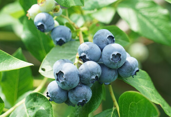 close up on fresh blueberry on the tree