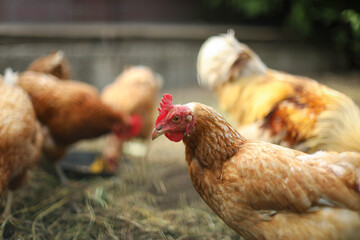 Chicken coop, hens and rooster peck grain, chicken breeding
