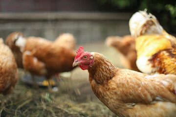 Chicken coop, hens and rooster peck grain, chicken breeding