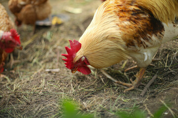 Chicken coop, hens and rooster peck grain, chicken breeding