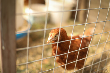Chicken coop, hens and rooster peck grain, chicken breeding © polukarovaanna