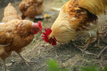 Chicken coop, hens and rooster peck grain, chicken breeding