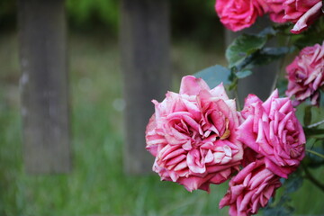 Welkende rosa Rosen im Garten am Gartenzaun