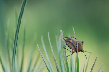 owad macro natura zieleń żuk
