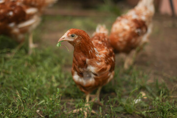 chickens and rooster walk on the grass, chicken coop, chicken breeding
