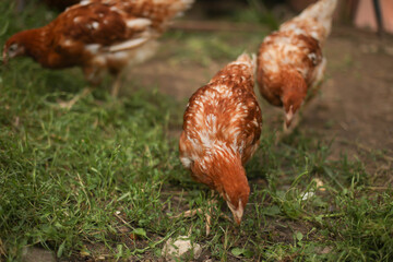chickens and rooster walk on the grass, chicken coop, chicken breeding