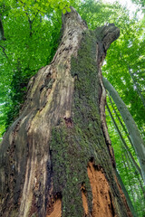 Abgestorbene Rotbuche (Fagus sylvatica)