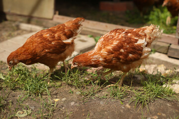 chickens and rooster walk on the grass, chicken coop, chicken breeding