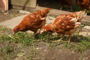 chickens and rooster walk on the grass, chicken coop, chicken breeding