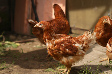 chickens and rooster walk on the grass, chicken coop, chicken breeding