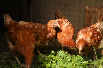 chickens and rooster walk on the grass, chicken coop, chicken breeding